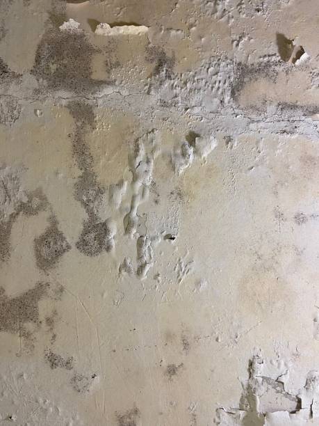 Mold Testing and Removal in Aldan, PA