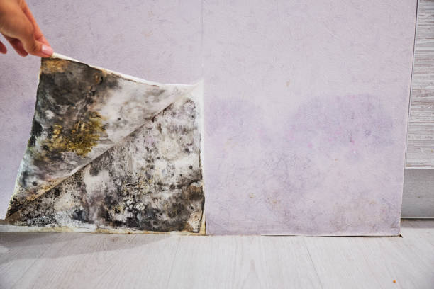 Attic Mold Removal in Aldan, PA